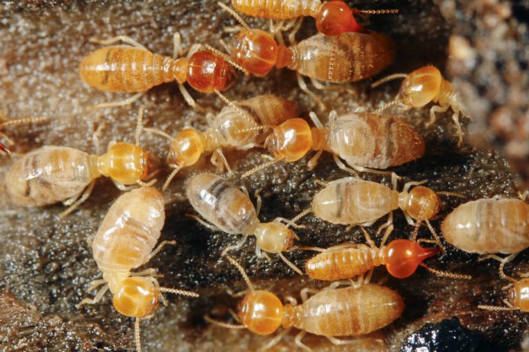 Exterminate The Harmful Termites With These Treatments Today! 